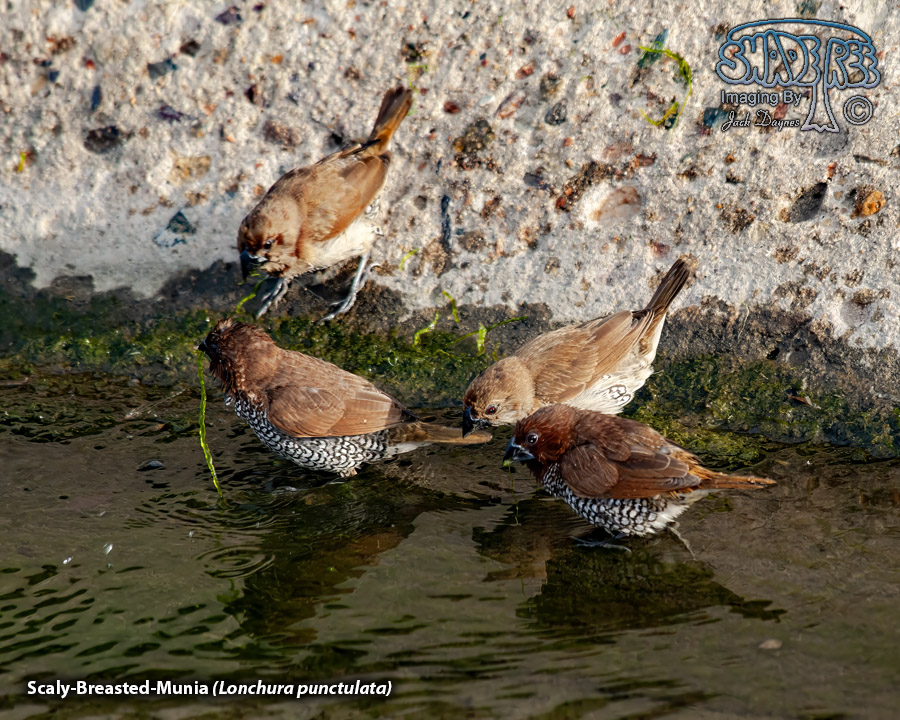 Scaly-Breasted-Munia - Lonchura punctulata
