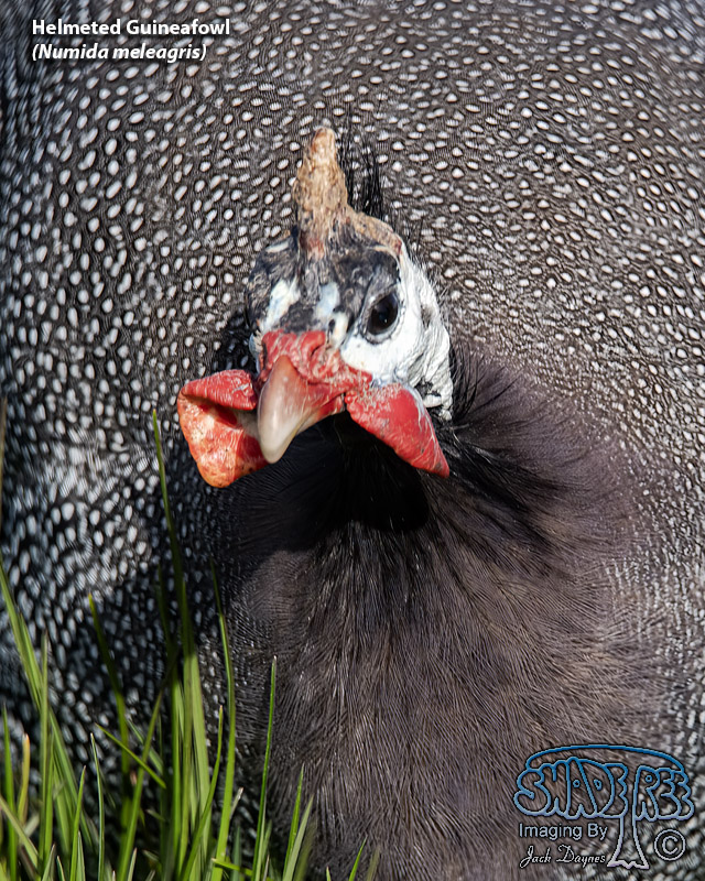 Helmeted Guineafowl - Numida meleagris
