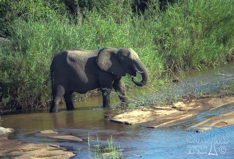 African Bush Elephant - Loxodonta africana