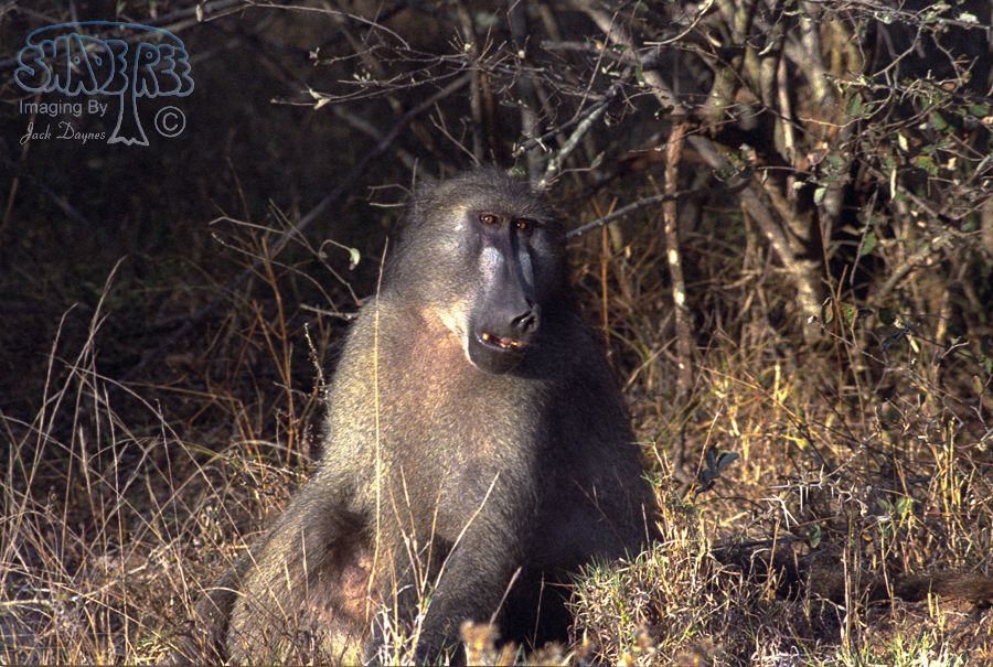 Chacma Baboon - Papio ursinus