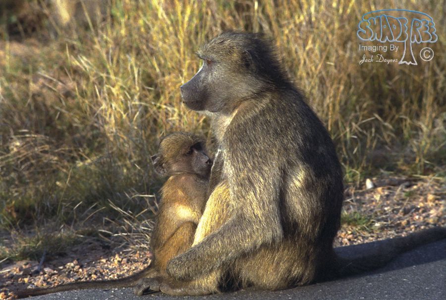 Chacma Baboon - Papio ursinus