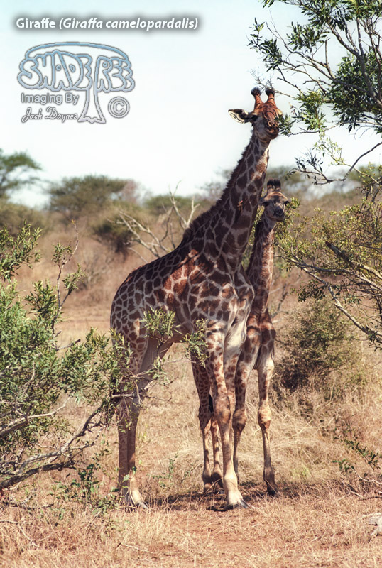 Giraffe - Giraffa camelopardalis