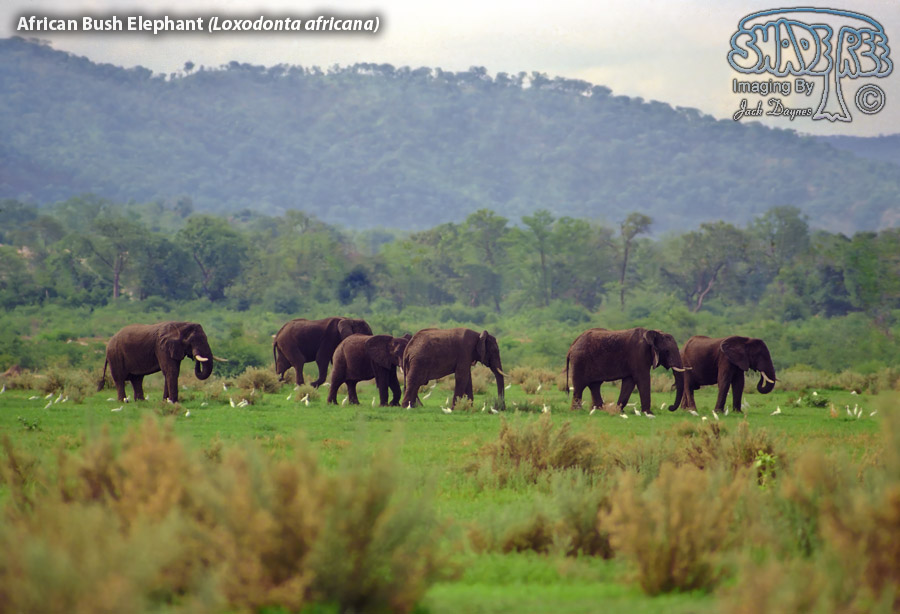 African Bush Elephant - Loxodonta africana