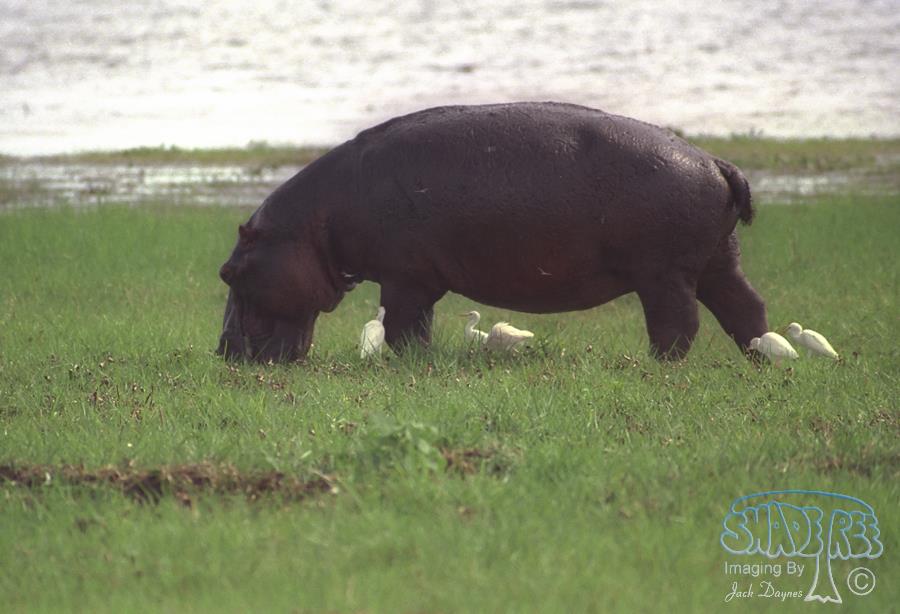 Hippopotamus - Hippopotamus amphibius
