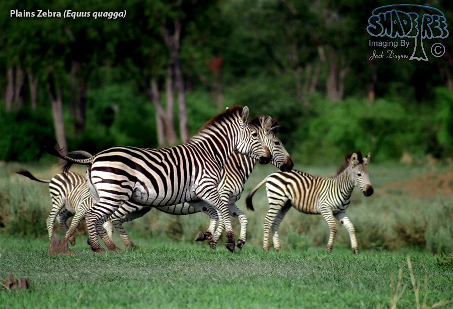 Plains Zebra - Equus quagga