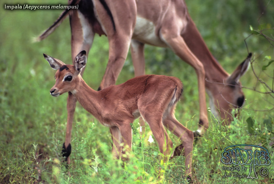 Impala - Aepyceros melampus