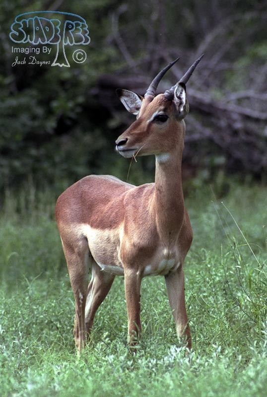 Impala - Aepyceros melampus