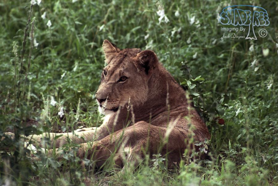African Lion - Panthera leo