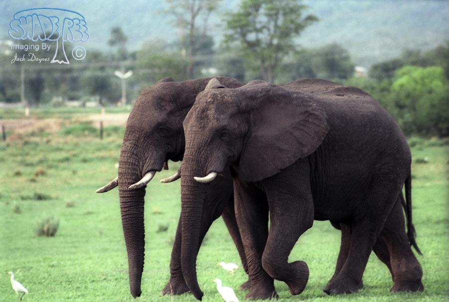 African Bush Elephant - Loxodonta africana