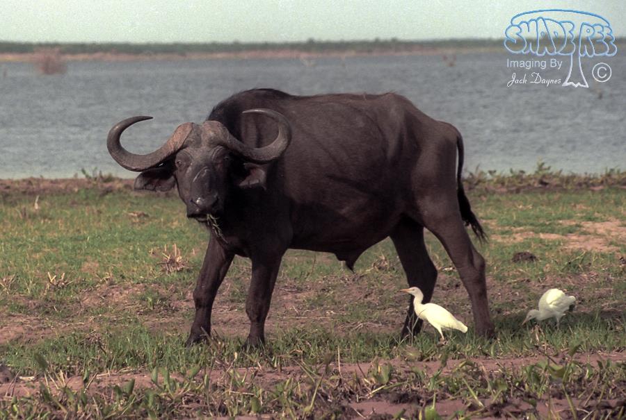 African Cape Buffalo - Syncerus caffer