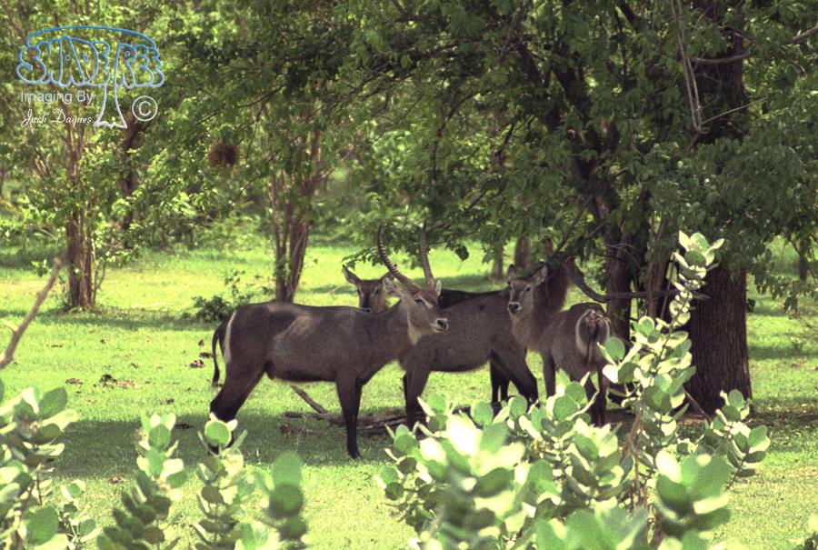 Waterbuck - Kobus ellipsiprymnus