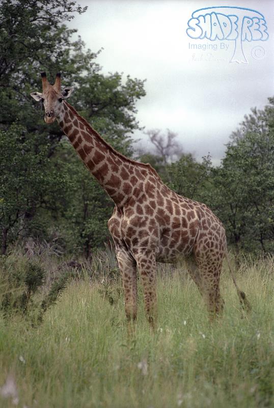 Giraffe - Giraffa camelopardalis