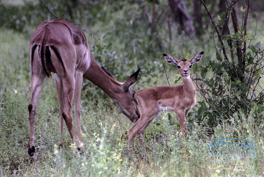 Impala - Aepyceros melampus