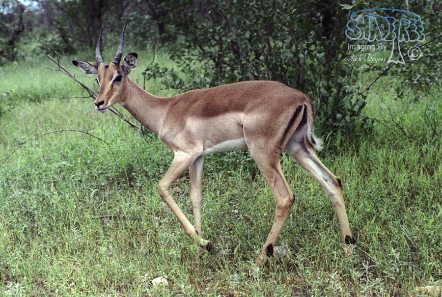 Impala - Aepyceros melampus