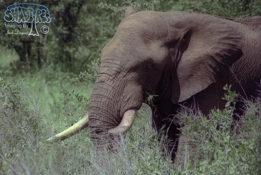 African Bush Elephant - Loxodonta africana