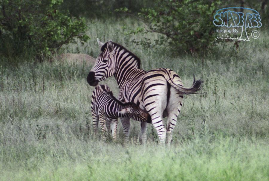 Plains Zebra - Equus quagga