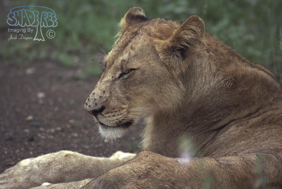 African Lion - Panthera leo