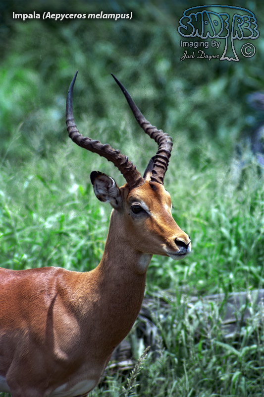 Impala - Aepyceros melampus