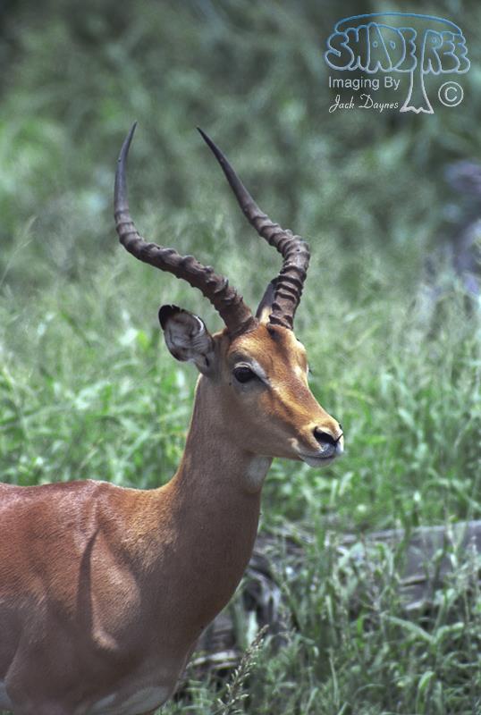 Impala - Aepyceros melampus