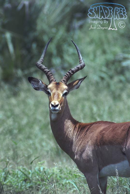 Impala - Aepyceros melampus