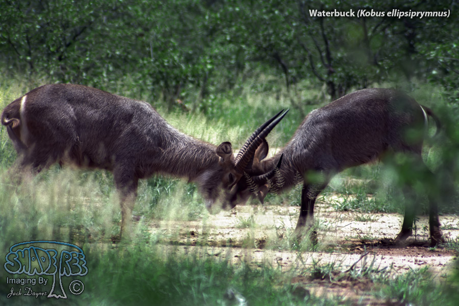 Waterbuck - Kobus ellipsiprymnus