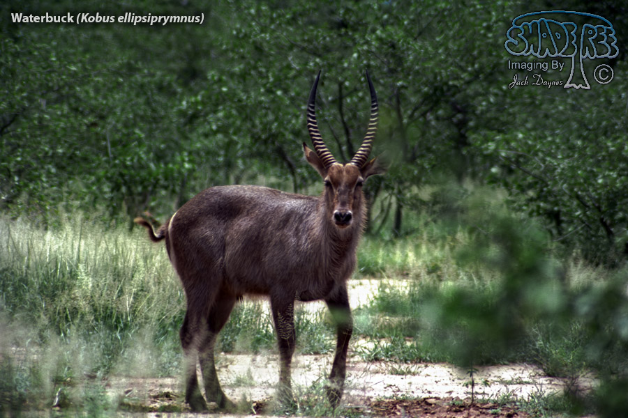 Waterbuck - Kobus ellipsiprymnus