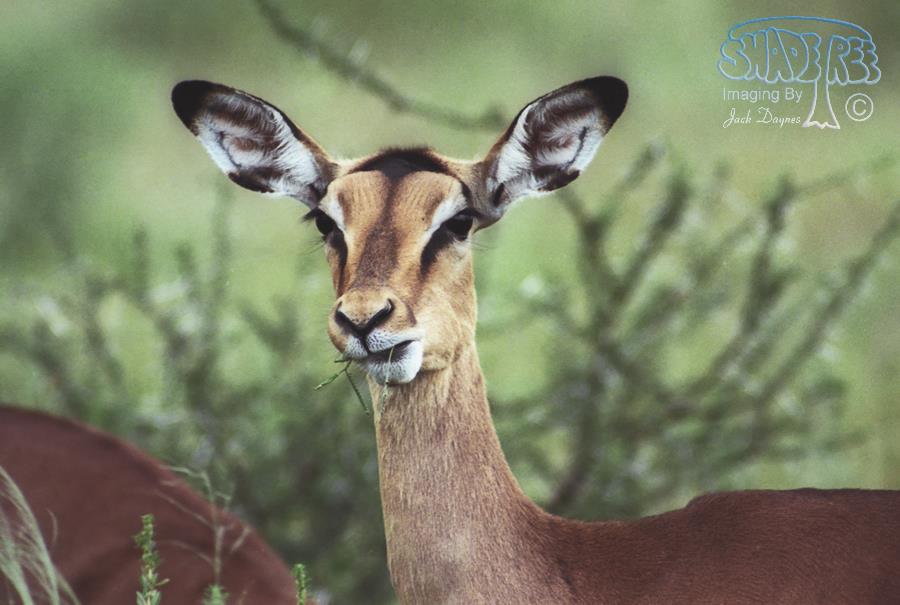 Impala - Aepyceros melampus
