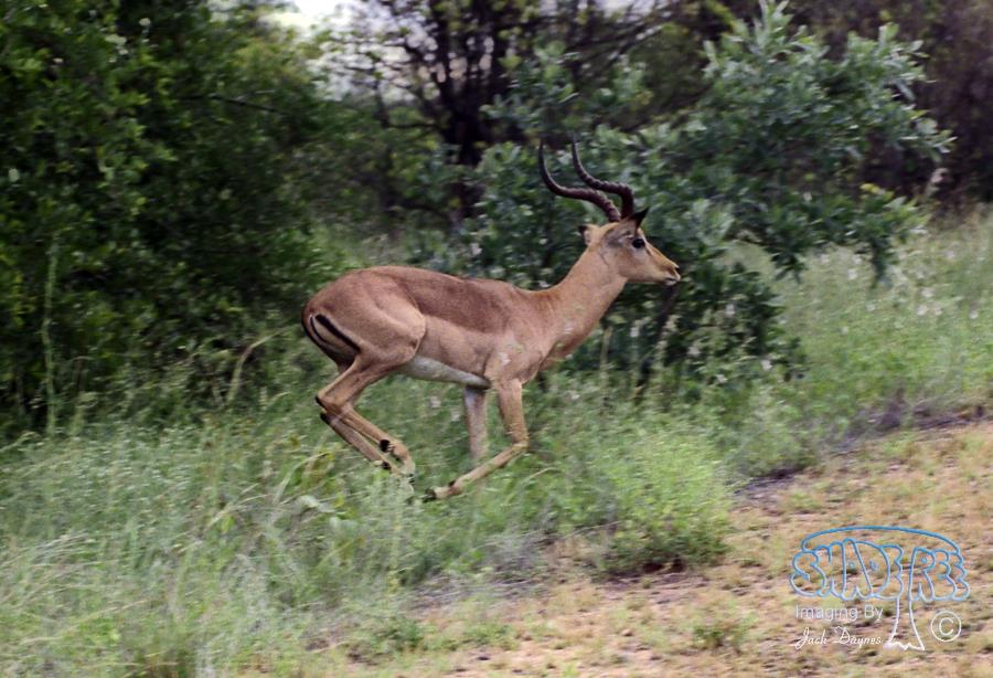 Impala - Aepyceros melampus
