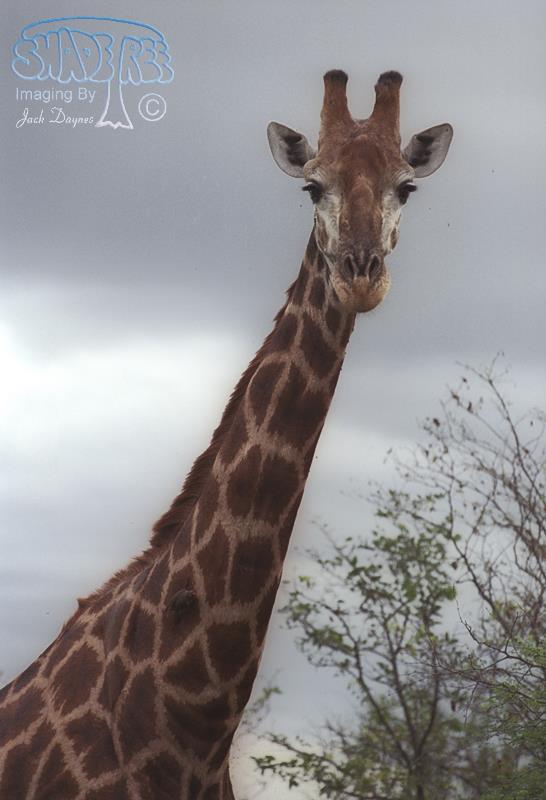 Giraffe - Giraffa camelopardalis