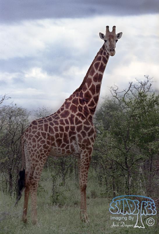 Giraffe - Giraffa camelopardalis