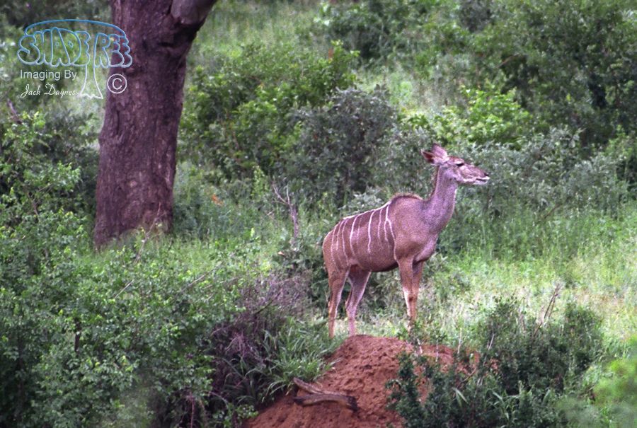 Greater Kudu - Tragelaphus strepsiceros