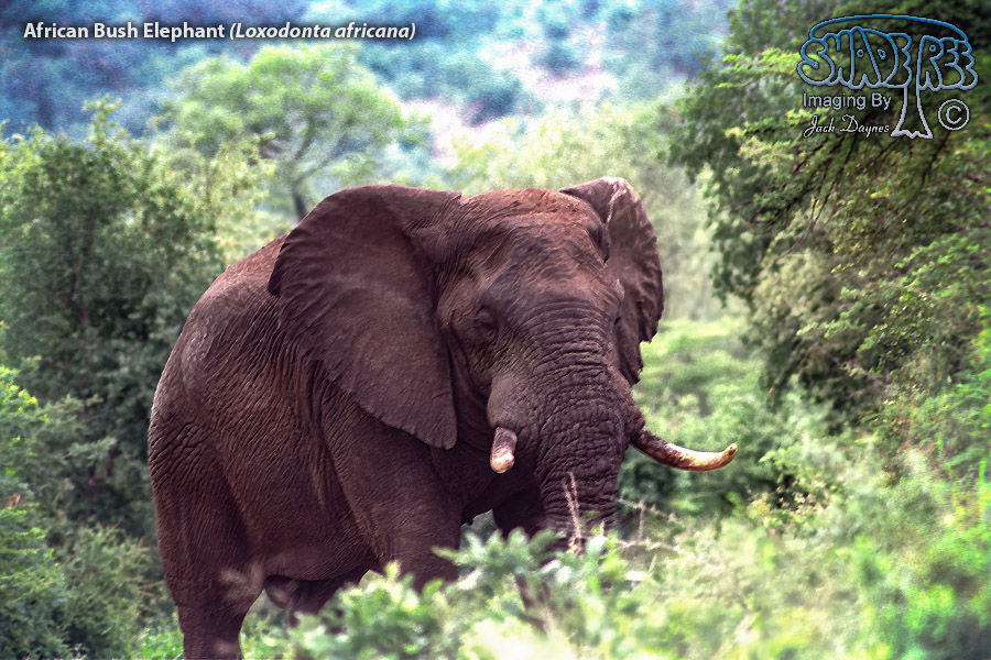 African Bush Elephant - Loxodonta africana
