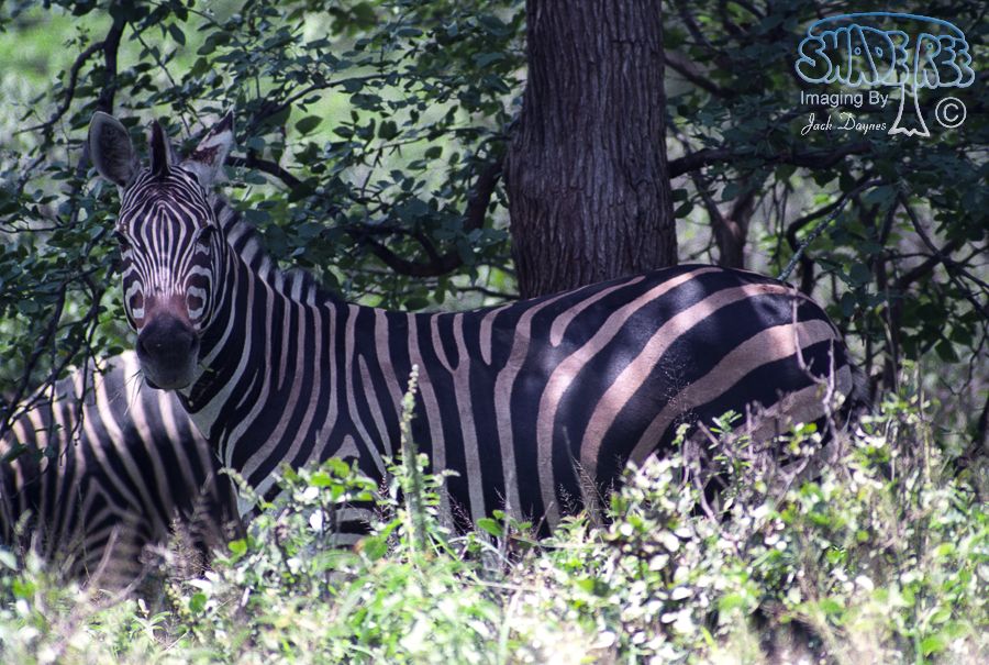 Plains Zebra - Equus quagga