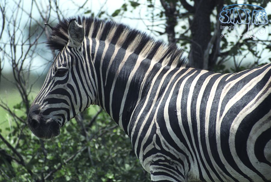 Plains Zebra - Equus quagga