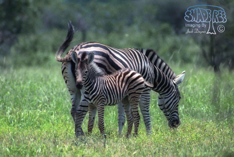 Plains Zebra - Equus quagga