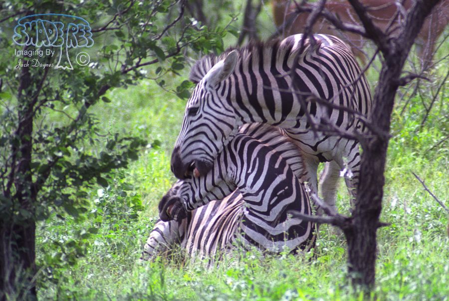 Plains Zebra - Equus quagga