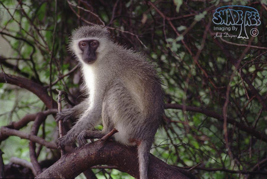 Vervet Monkey - Chlorocebus pygerythrus