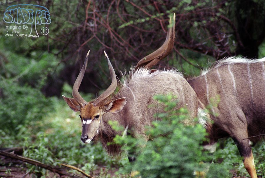 Nyala - Tragelaphus angasii
