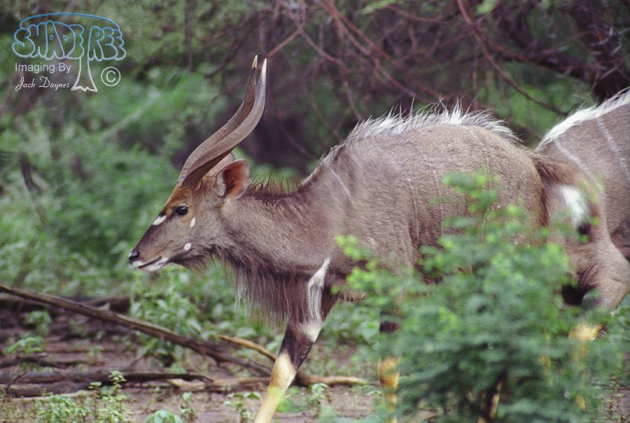 Nyala - Tragelaphus angasii