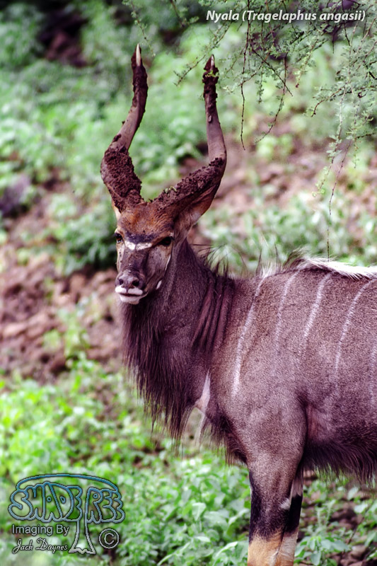 Nyala - Tragelaphus angasii