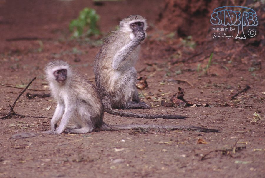 Vervet Monkey - Chlorocebus pygerythrus