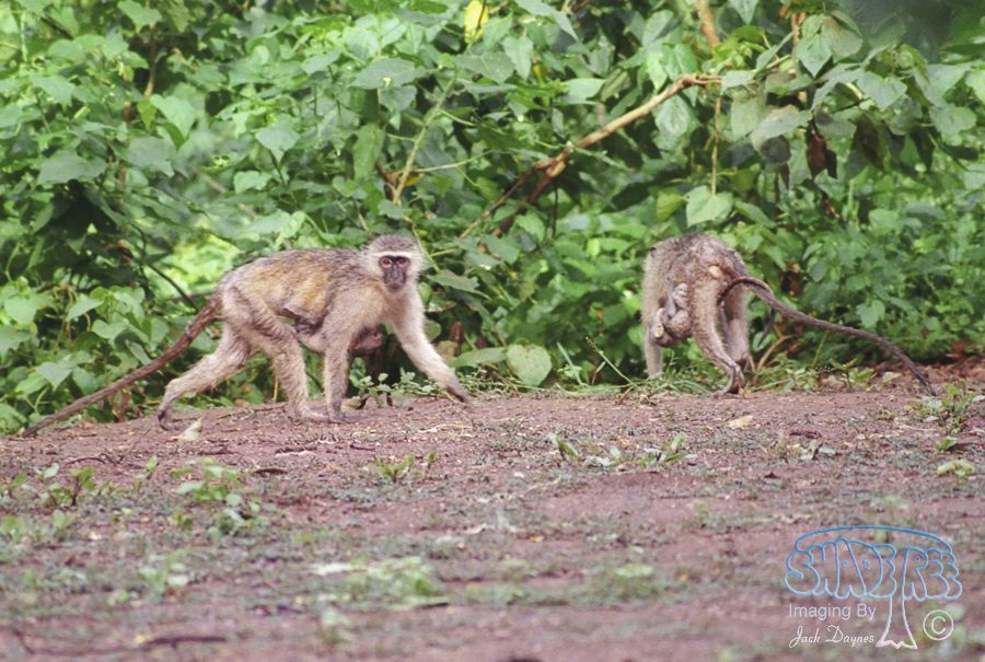 Vervet Monkey - Chlorocebus pygerythrus