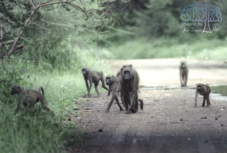 Chacma Baboon - Papio ursinus