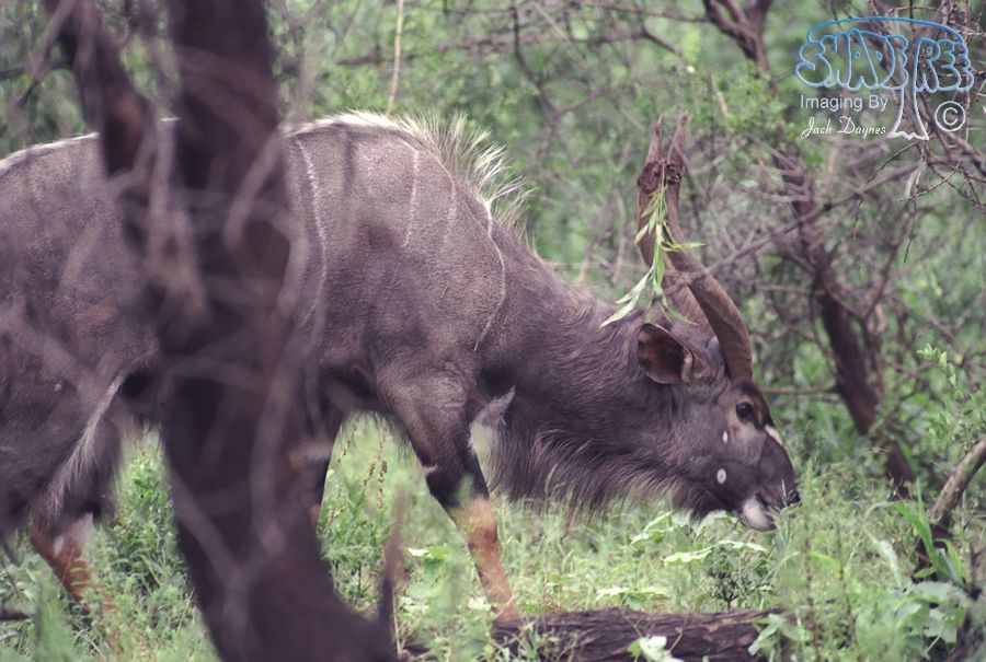Nyala - Tragelaphus angasii
