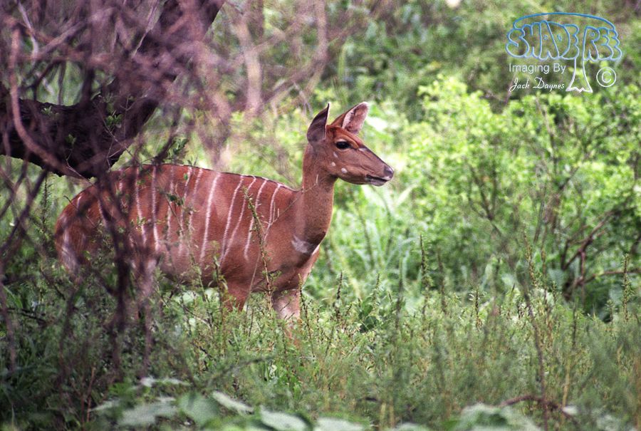 Nyala - Tragelaphus angasii