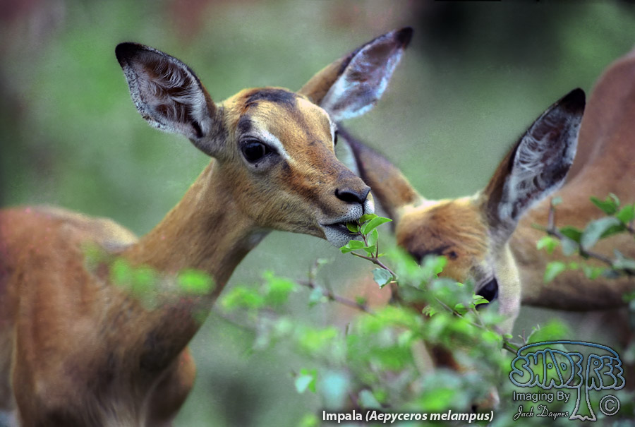 Impala - Aepyceros melampus