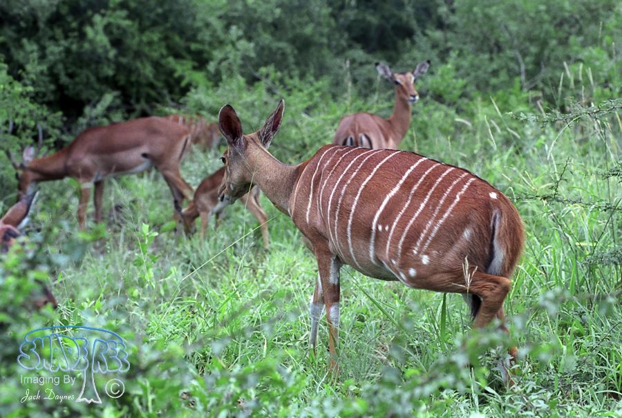 Nyala - Tragelaphus angasii