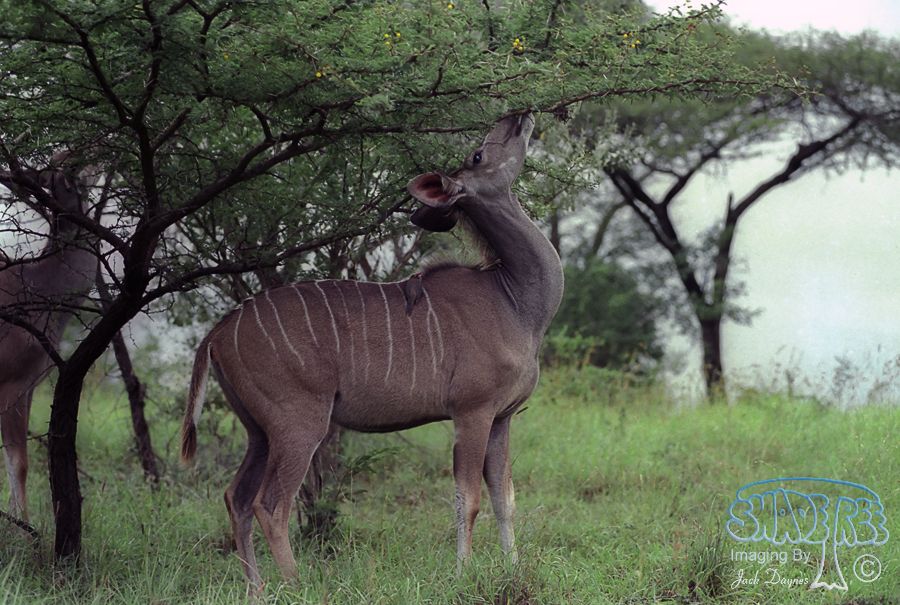 Greater Kudu - Tragelaphus angasii