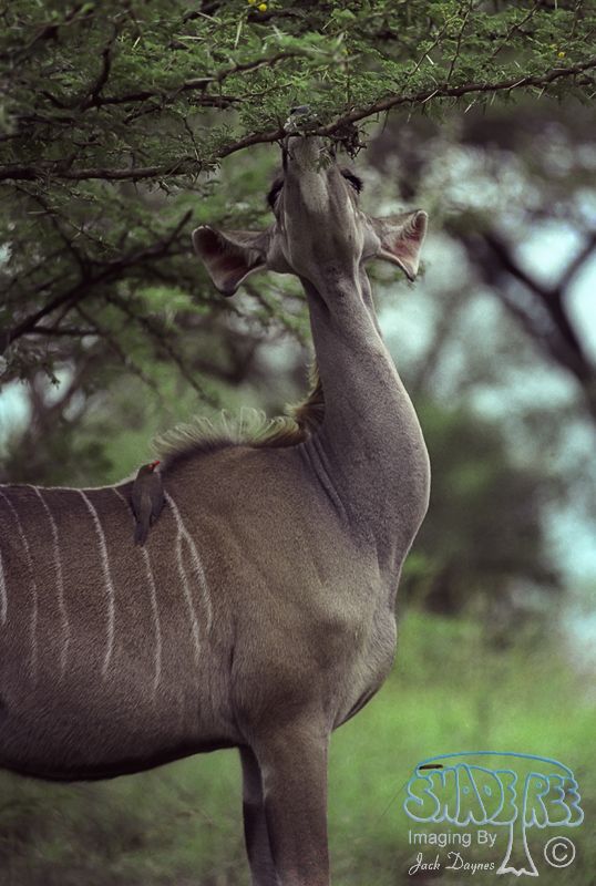 Greater Kudu - Tragelaphus angasii