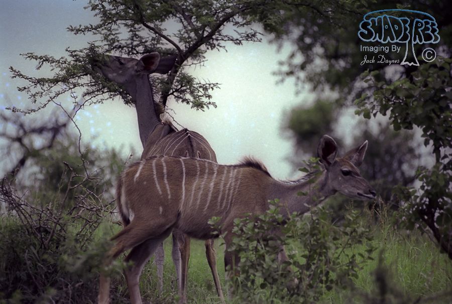 Greater Kudu - Tragelaphus angasii